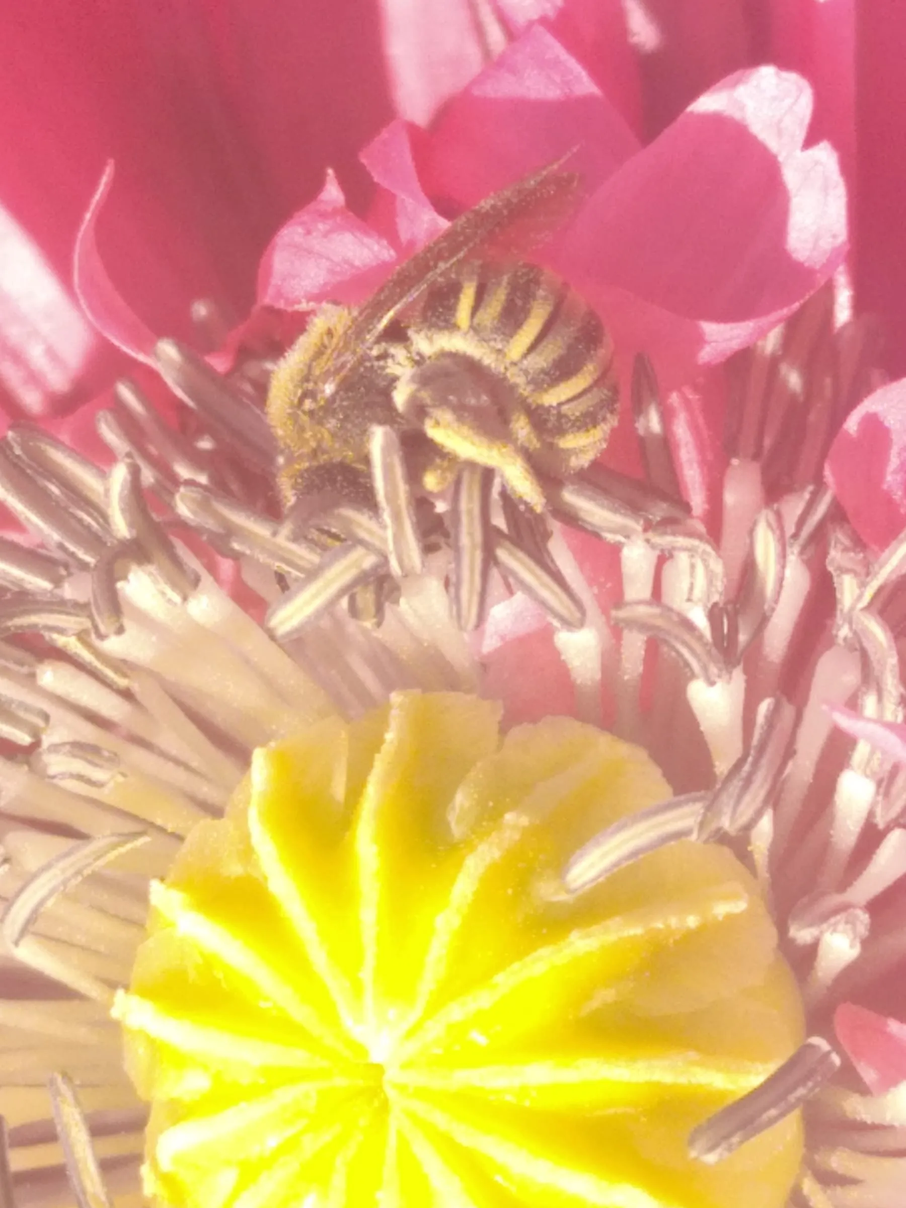 Abeille butinant le cœur d’une fleur de pavot rose
