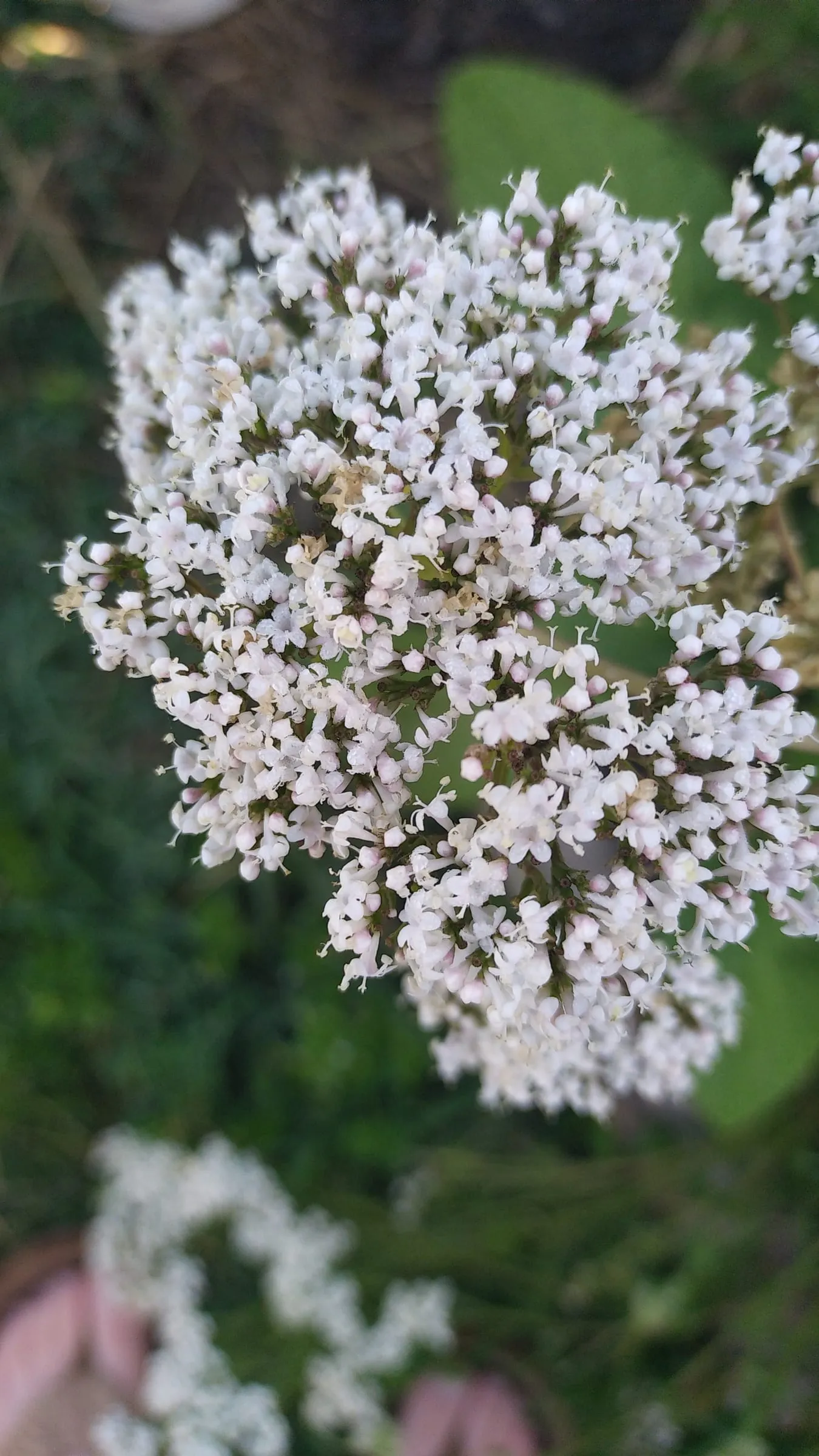 Bouquet de petites fleurs blanches au jardin