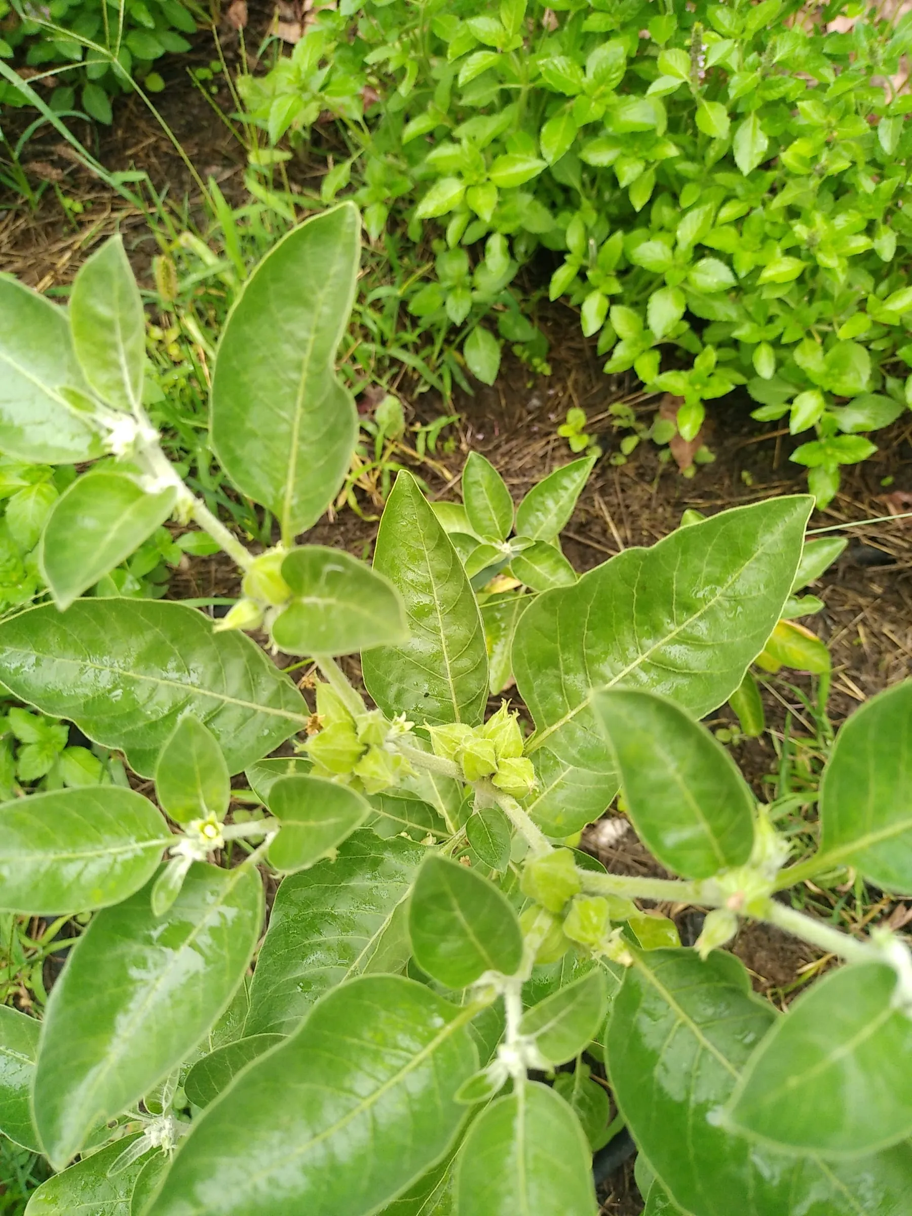 Feuilles d’ashwagandha au jardin