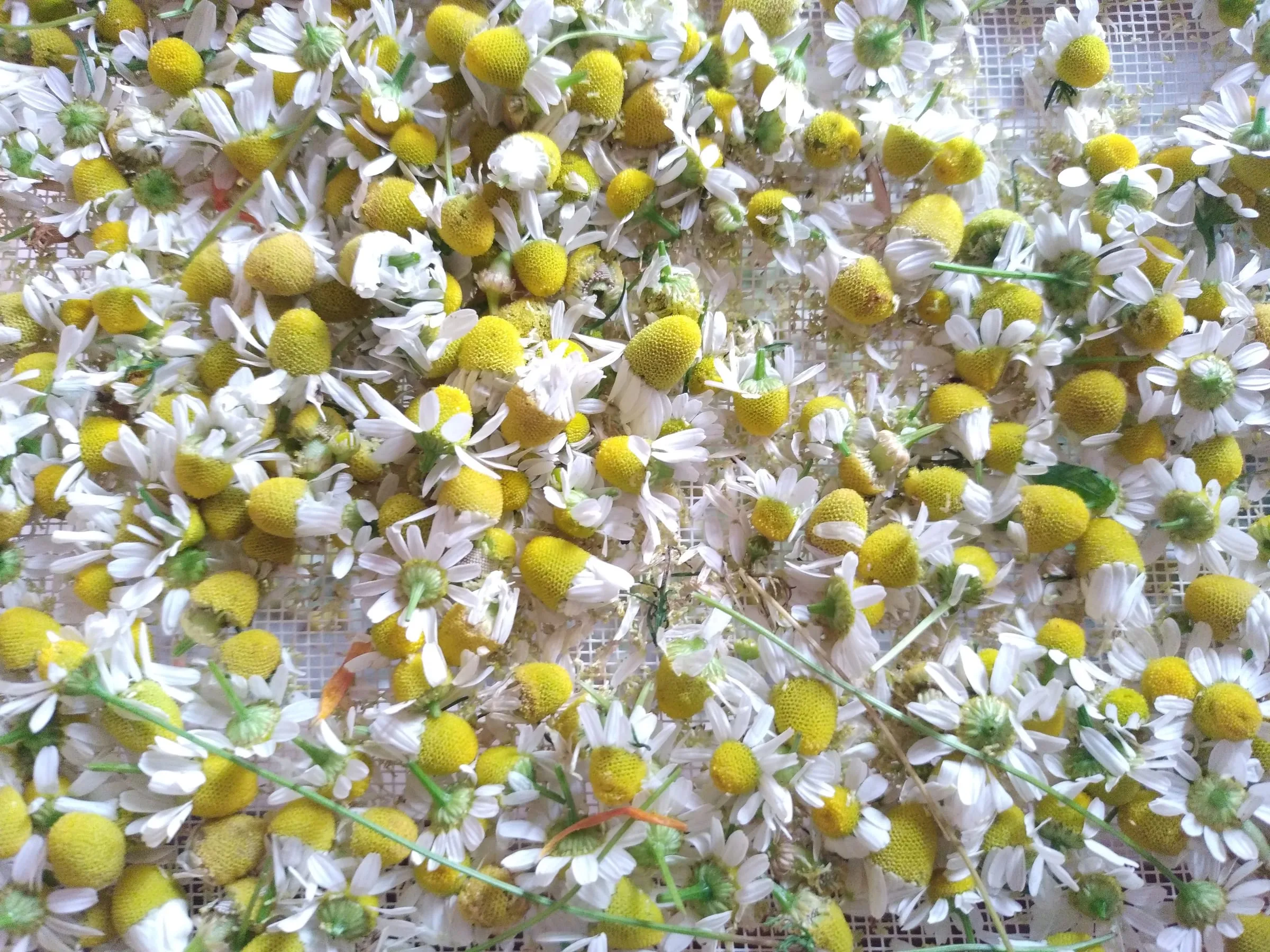 Fleurs de camomille étalées pour le séchage