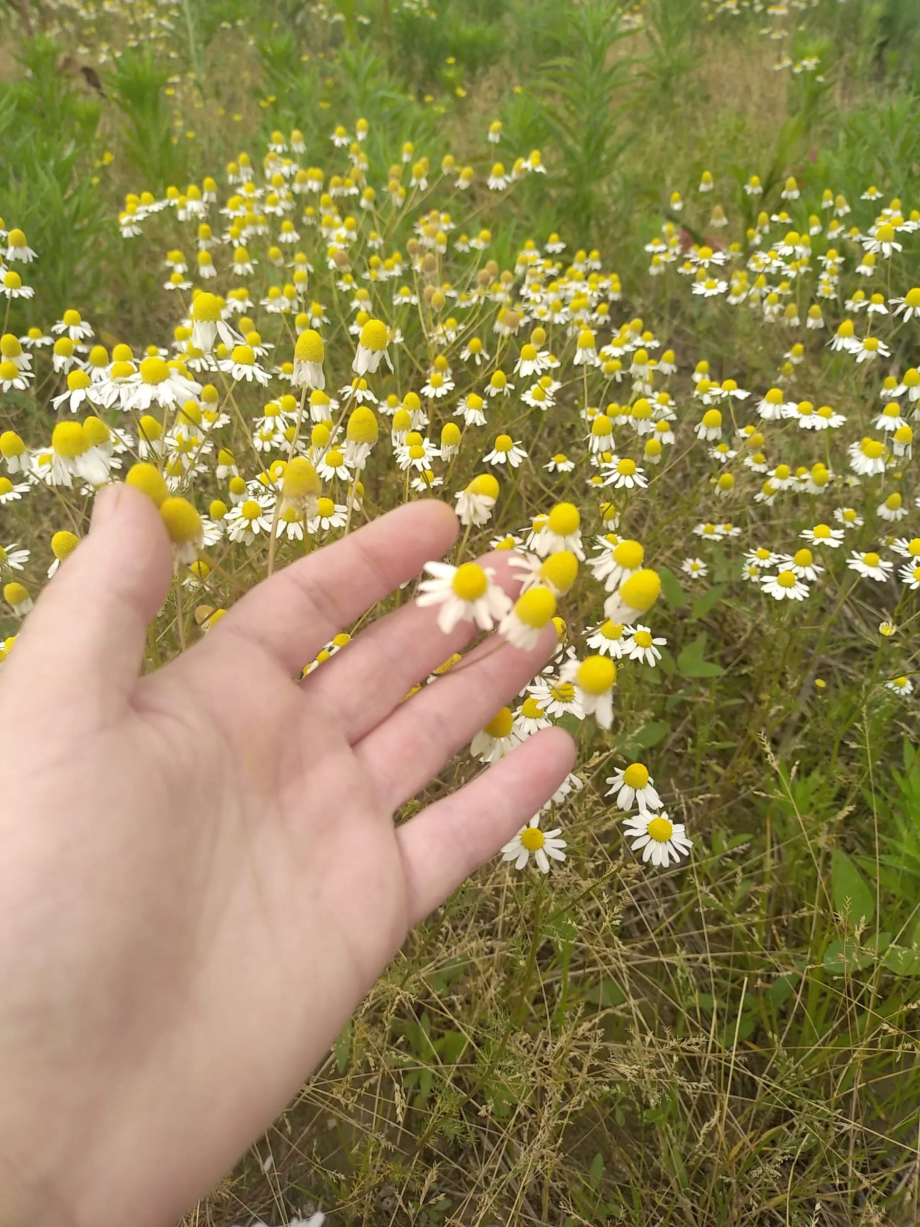 Main effleurant un champ de fleurs de camomille