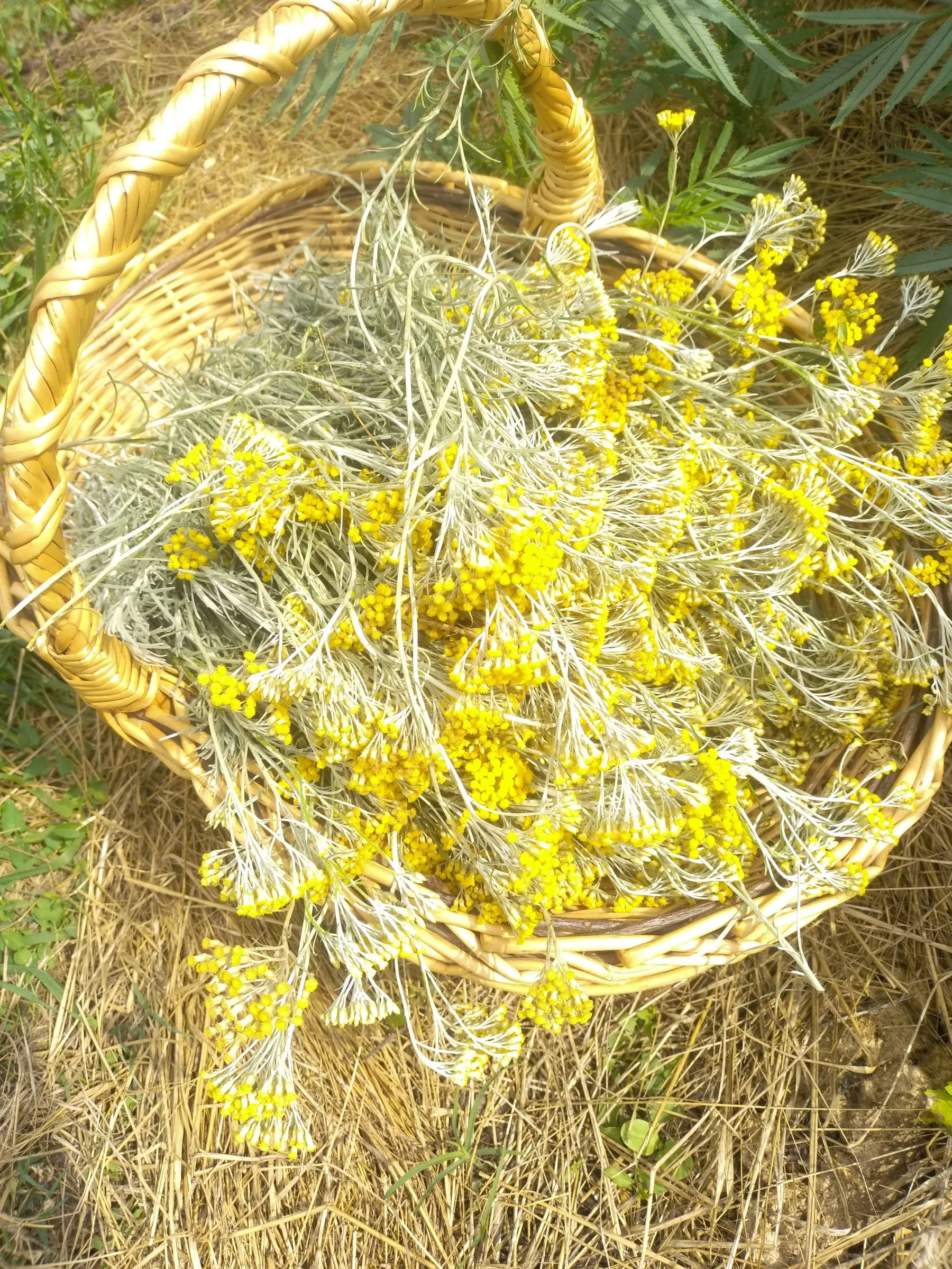 Panier en osier rempli de fleurs jaunes d’hélichryse fraîchement cueillies