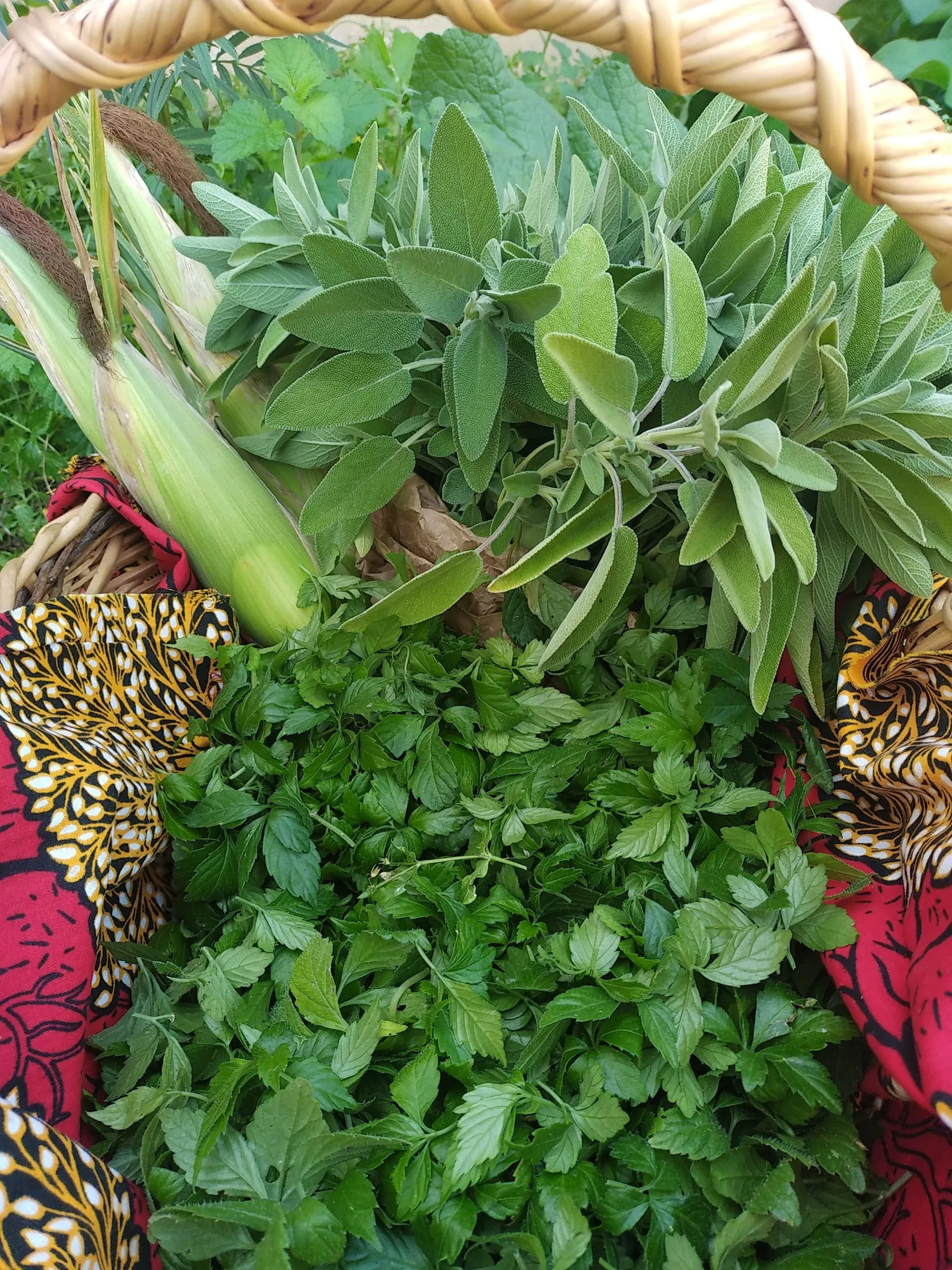 Panier de cueillette garni de sauge et de feuilles fraîches