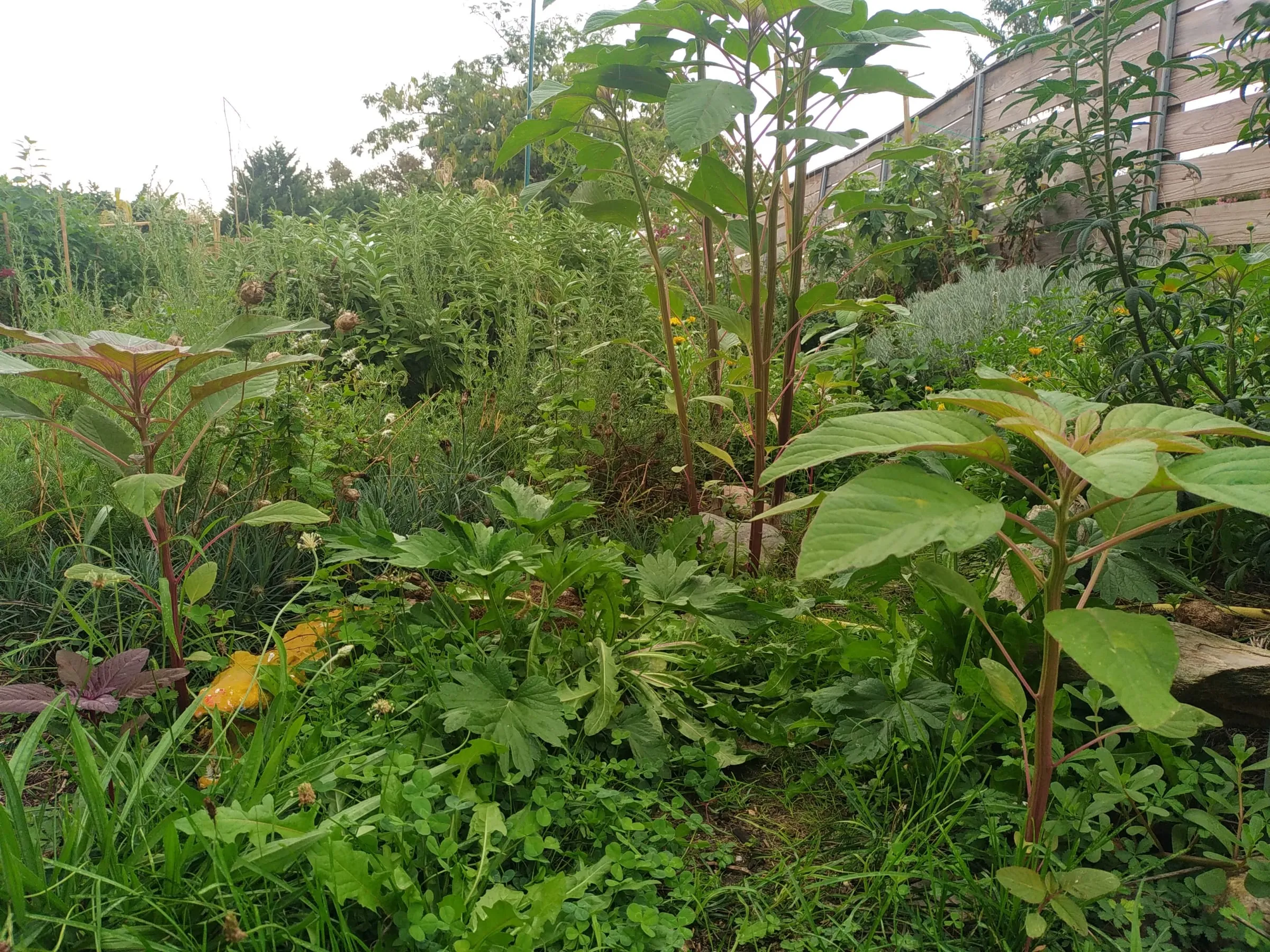 Le jardin en été : massifs de plantes aromatiques et médicinales en pleine croissance