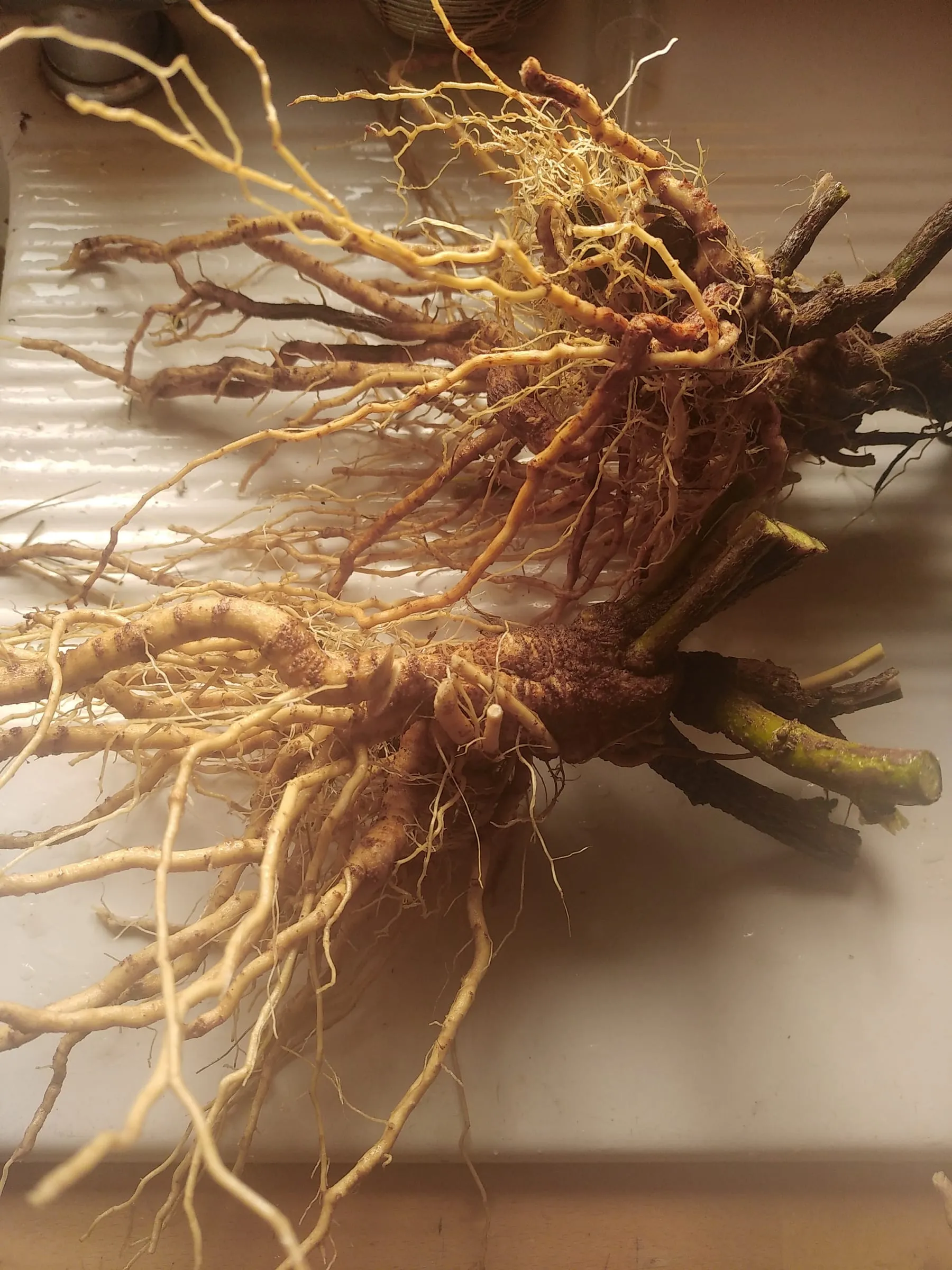 Racines d’ashwagandha fraîchement récoltées