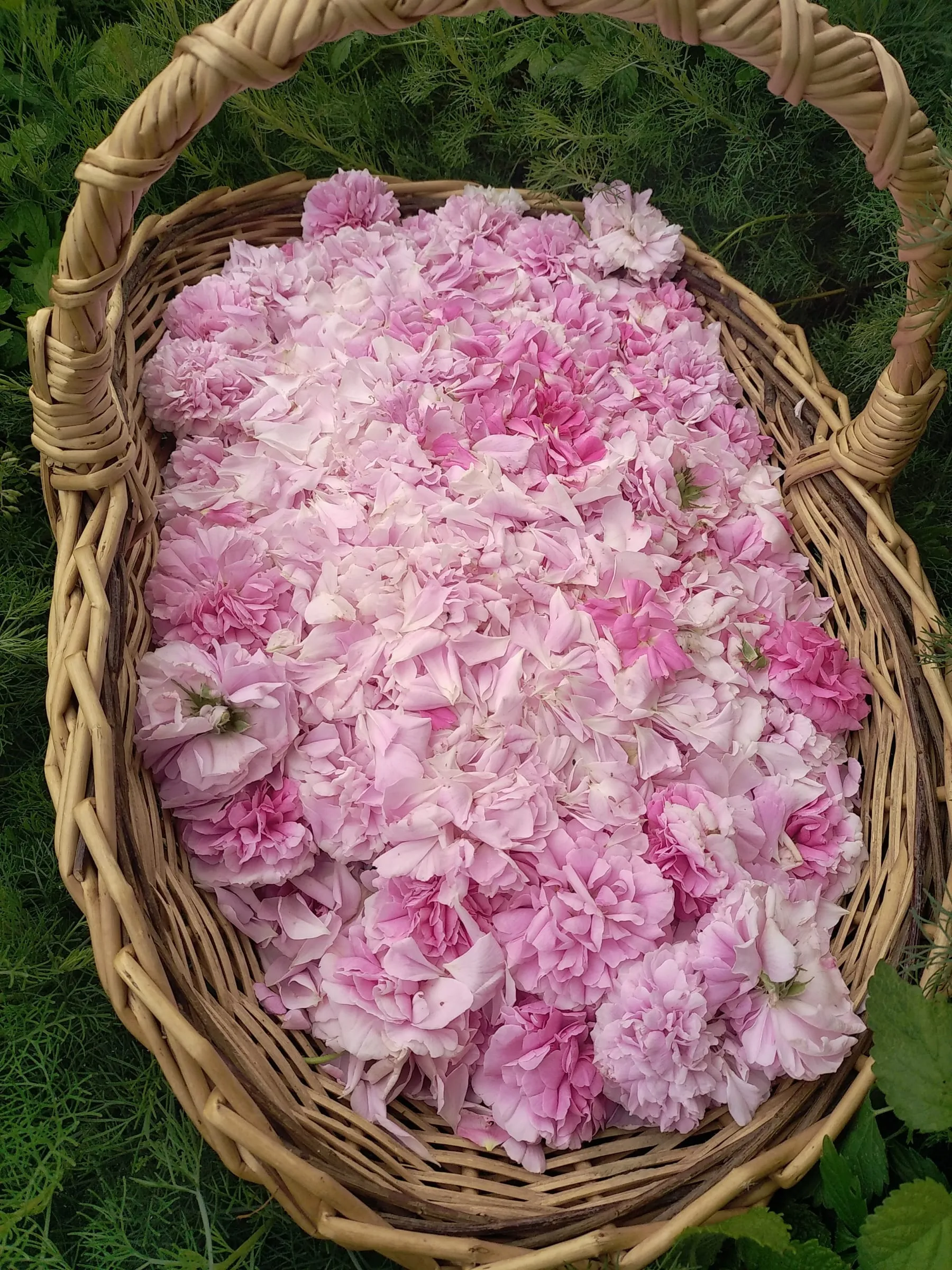 Panier d'osier rempli de pétales de roses roses