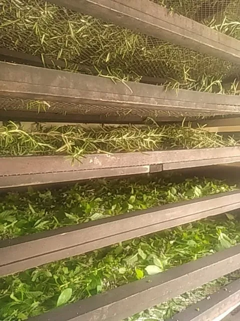 Claies de séchage superposées, garnies de rameaux de plantes