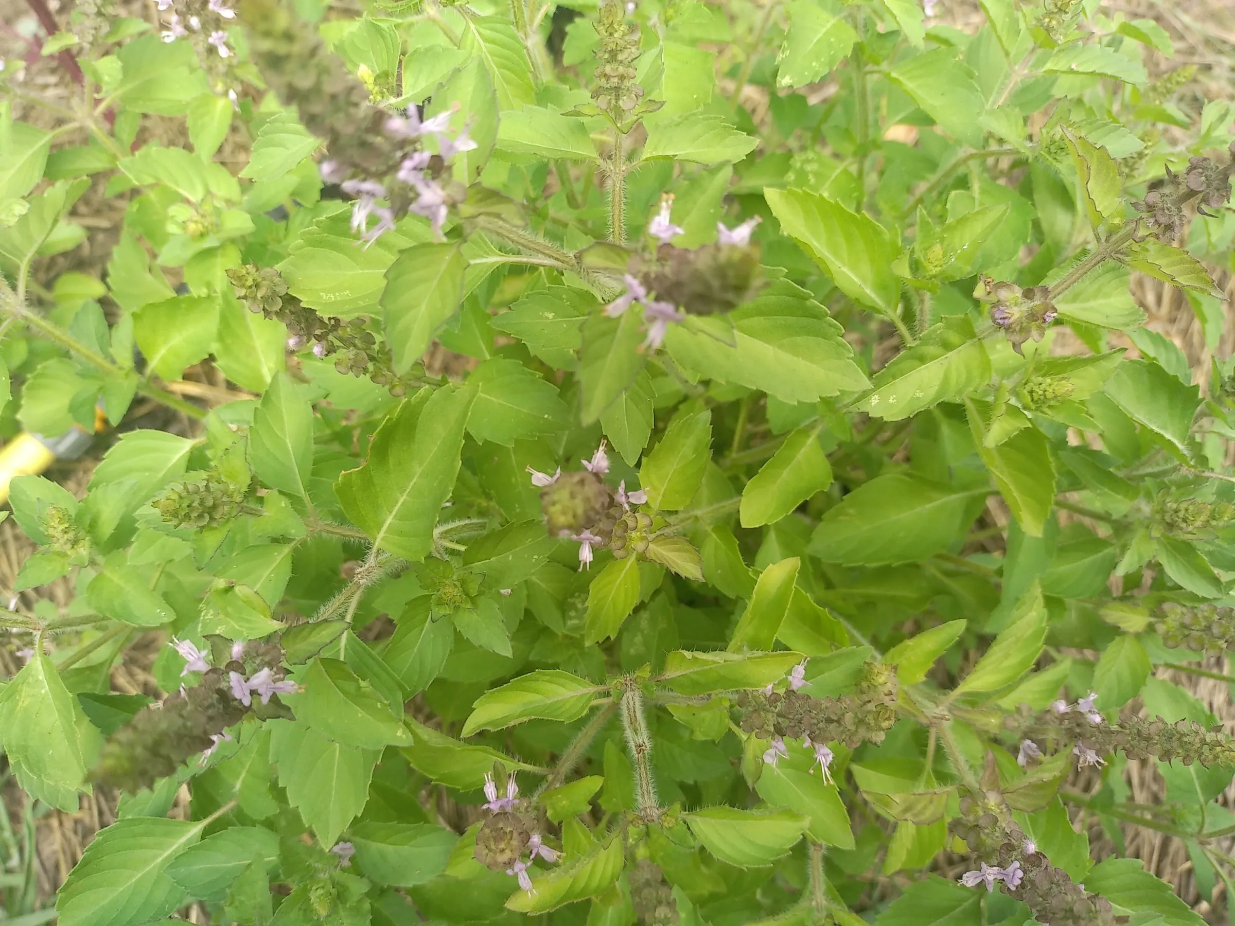 Plants de tulsi en fleurs au jardin